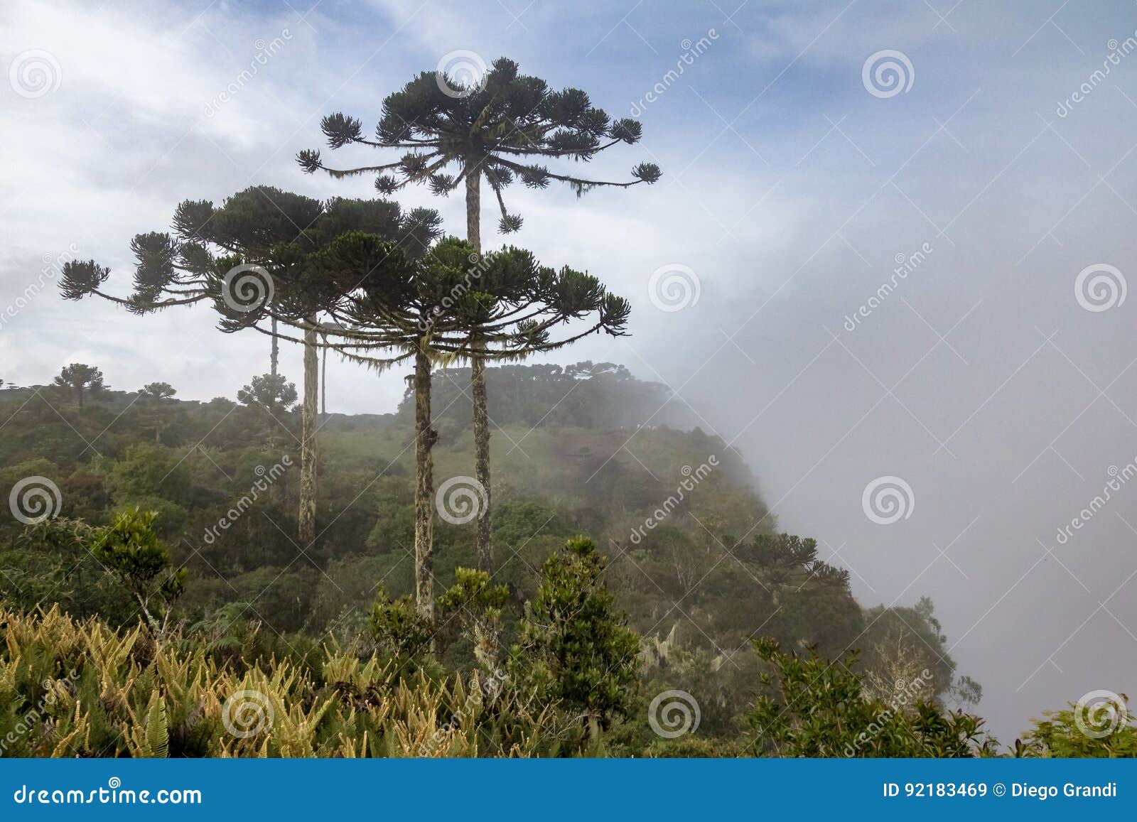 araucaria angustifolia brazilian pine on a foggy day at aparados da serra national park - rio grande do sul, brazil