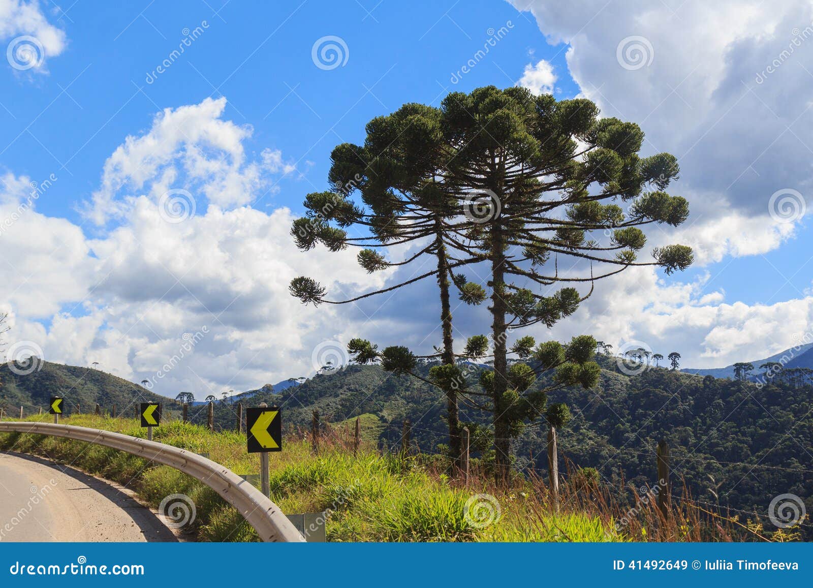 araucaria angustifolia ( brazilian pine) near road