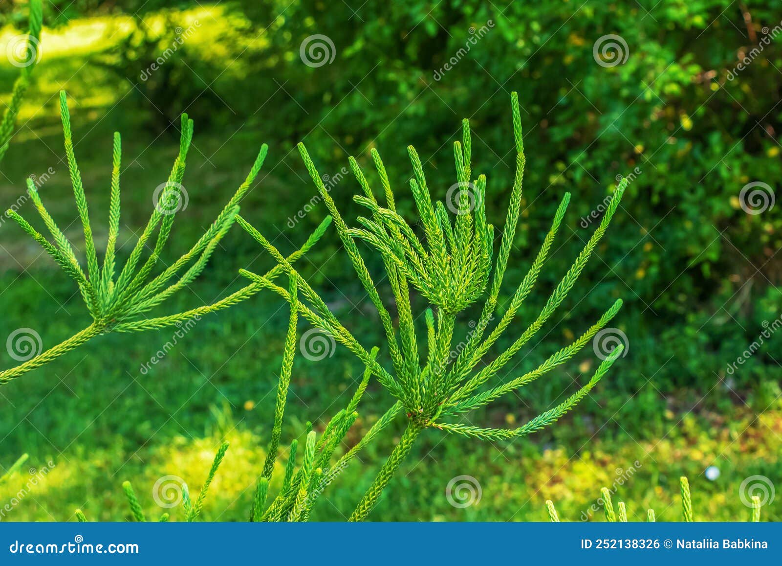 araucaria araucana - close up on branches with thick and triangular leaves, scale-like with sharp edges and tips of monkey puzzle