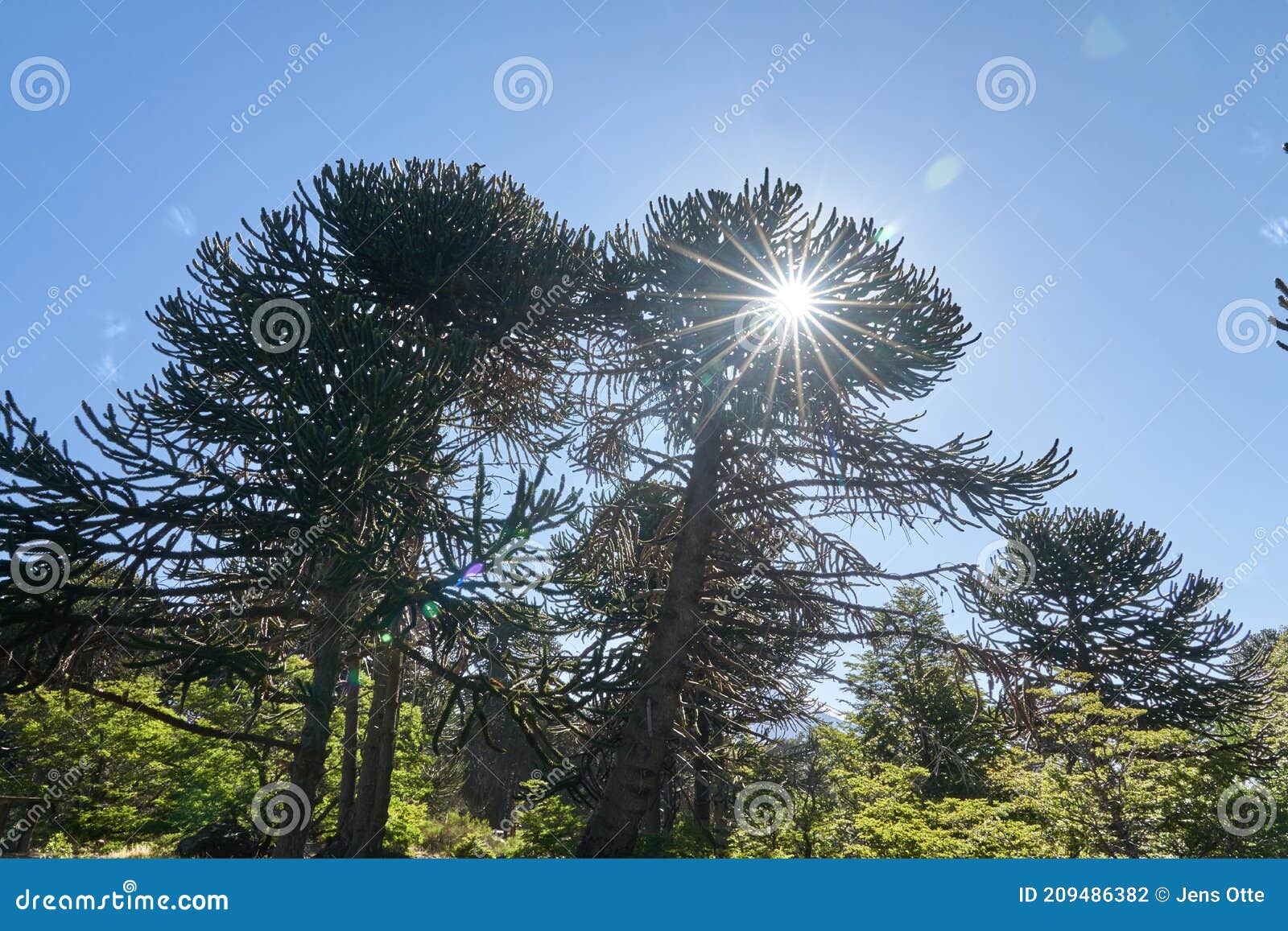 araucaria araucana, monkey puzzle tree, monkey tail tree.