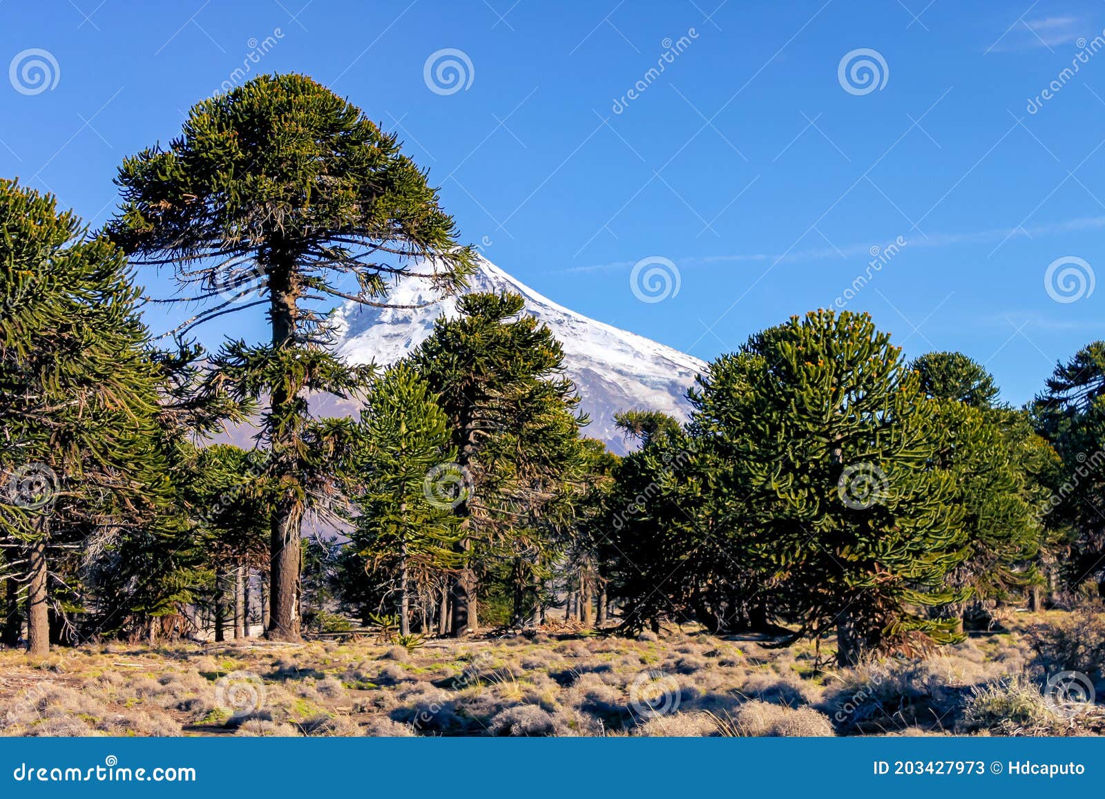 bemærkede ikke kedelig Hofte Araucaria Forest in the Central and Northern Region of the Neuquen Province  in Argentine Patagonia Stock Image - Image of environment, heaven: 203427973