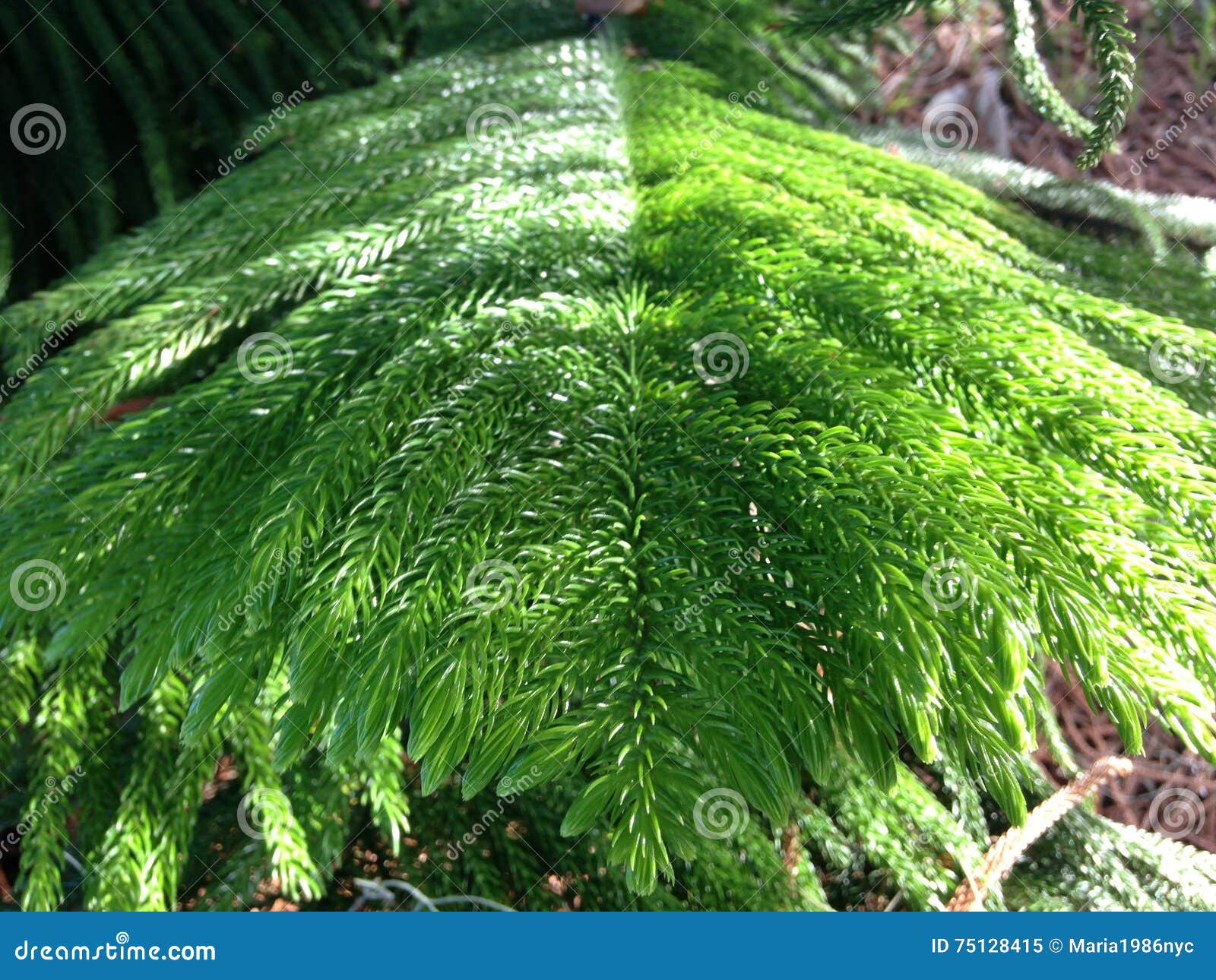Araucaria Heterophylla Norfolk Island Pine Star Pine Triangle Tree Or Living Christmas Tree Growing In Florida Stock Image Image Of Christmas Island