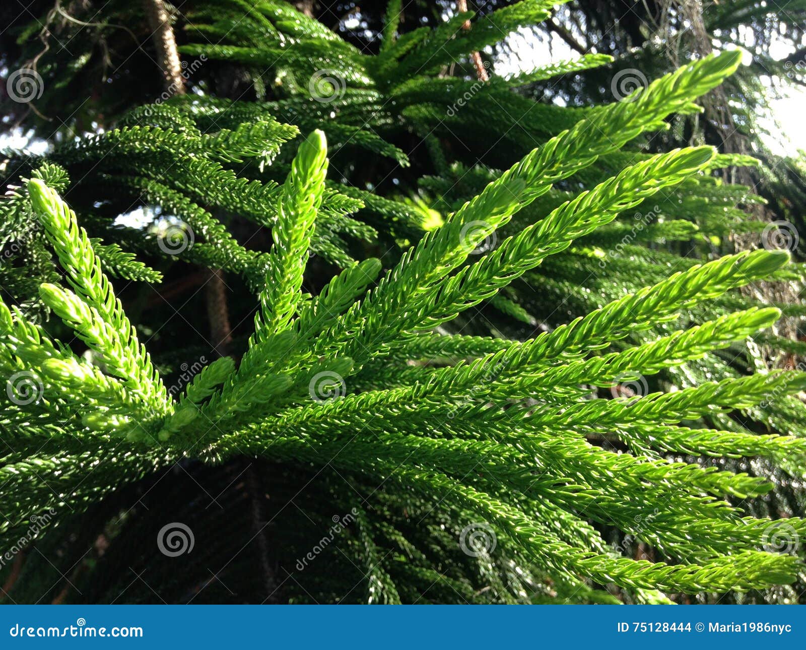 Araucaria Heterophylla Norfolk Island Pine Star Pine Triangle Tree Or Living Christmas Tree Growing In Florida Stock Photo Image Of Florida Branch