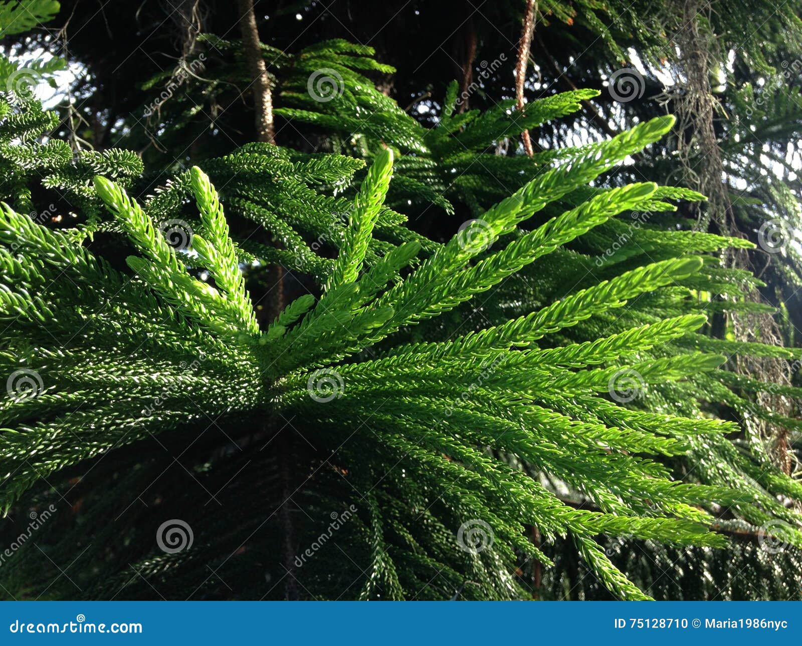 Araucaria Heterophylla Norfolk Island Pine Star Pine Triangle Tree Or Living Christmas Tree Growing In Florida Stock Photo Image Of Port Garden