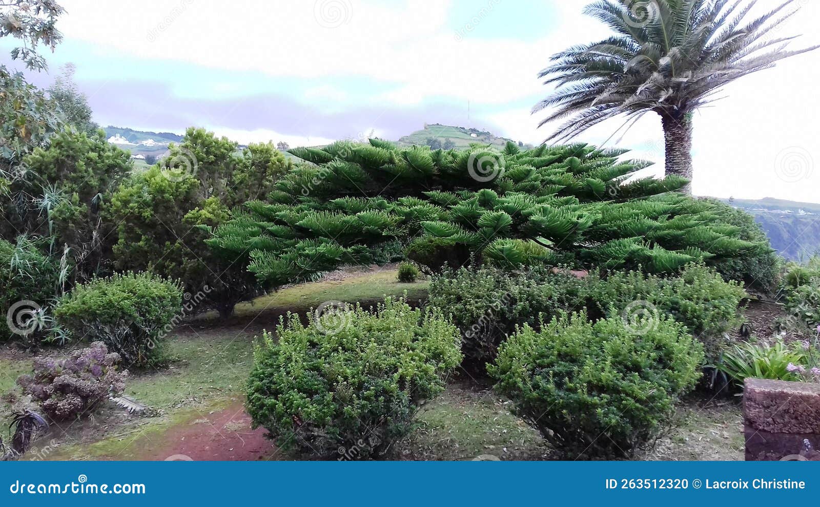 araucaria in parasol and canarian palm at the miradouro despe-te-que-suas on the island of sao miguel