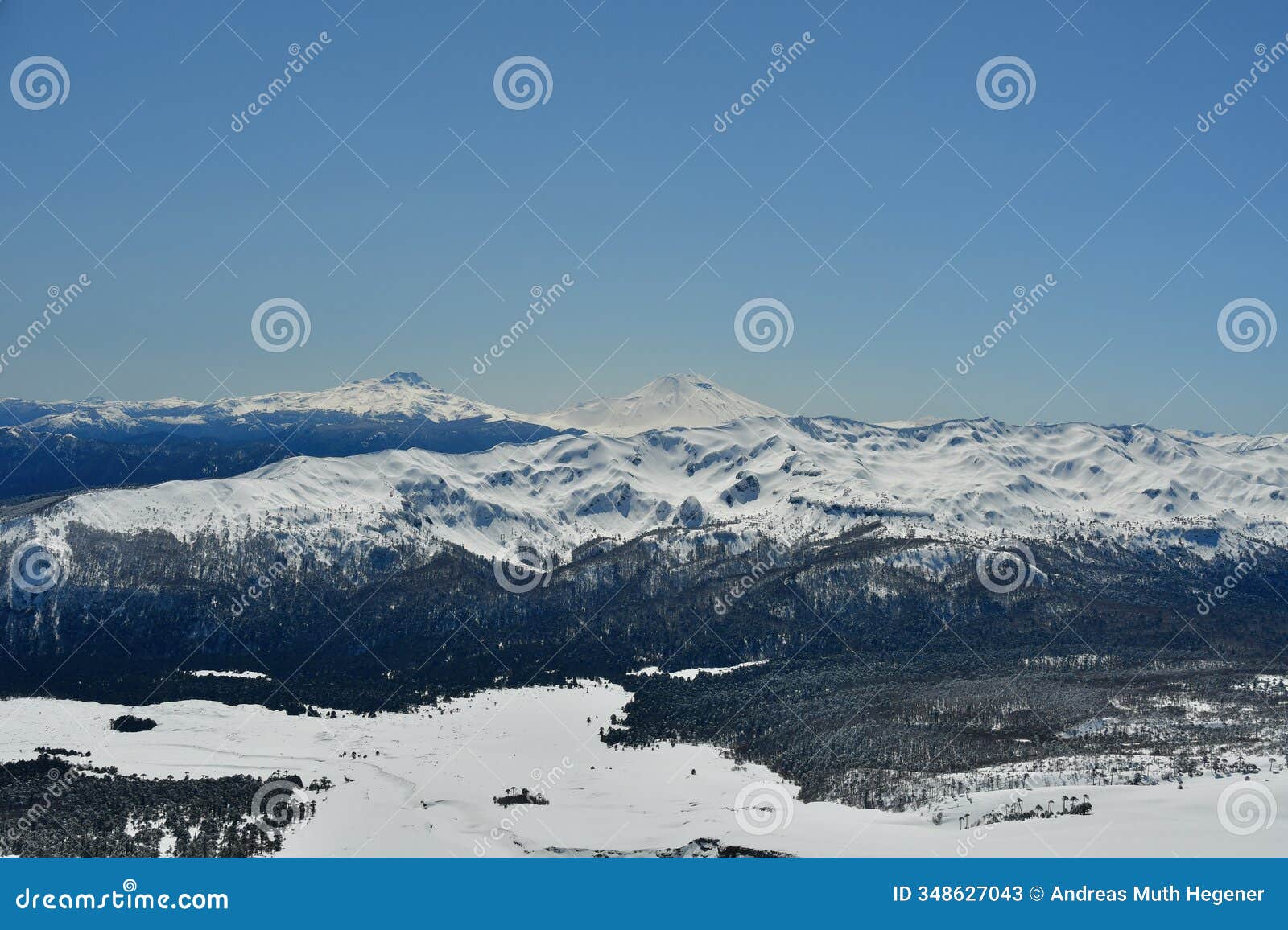 araucaria snow landscape llaima vulcano chile los lagos