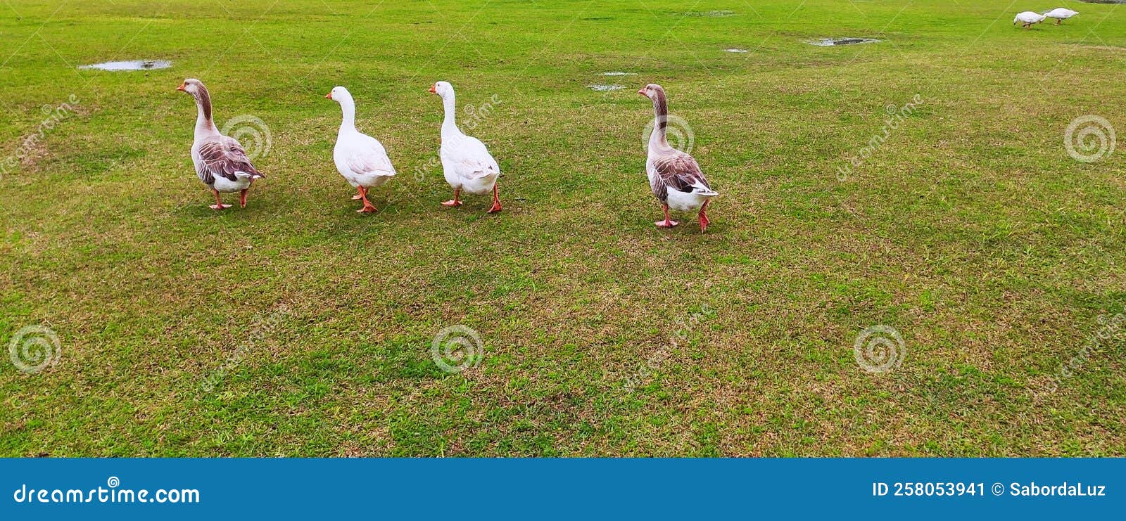 four geese in the flooded fields of parana