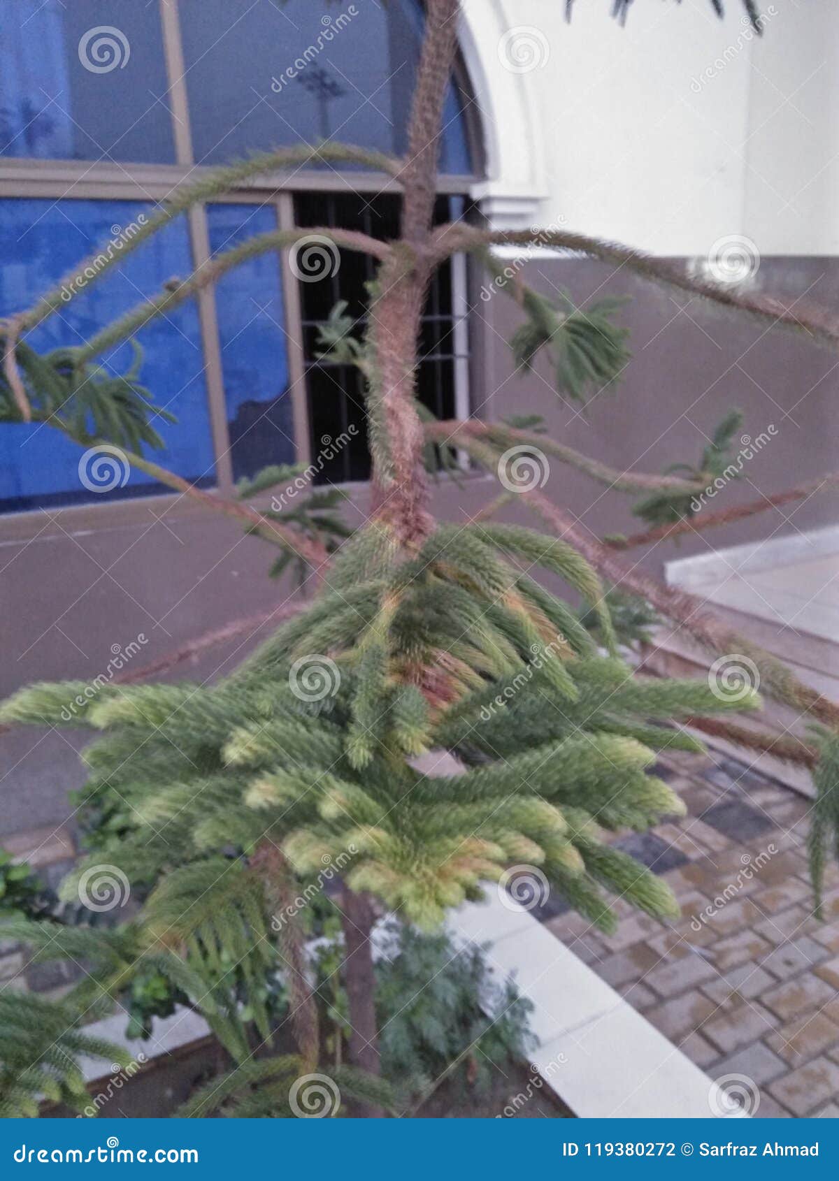Norfolk Island Pine Stock Photo Image Of 510mm Trunk Norfolk Island Pine Stock Photo Image Of 510mm Trunk