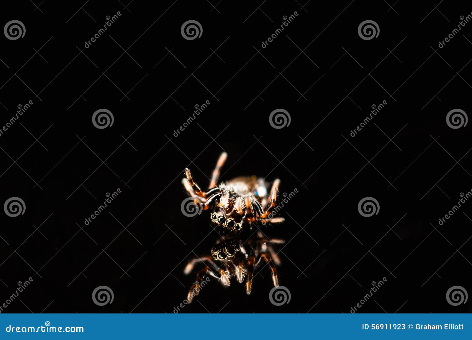 Araña de salto minúscula con la reflexión aislada en negro