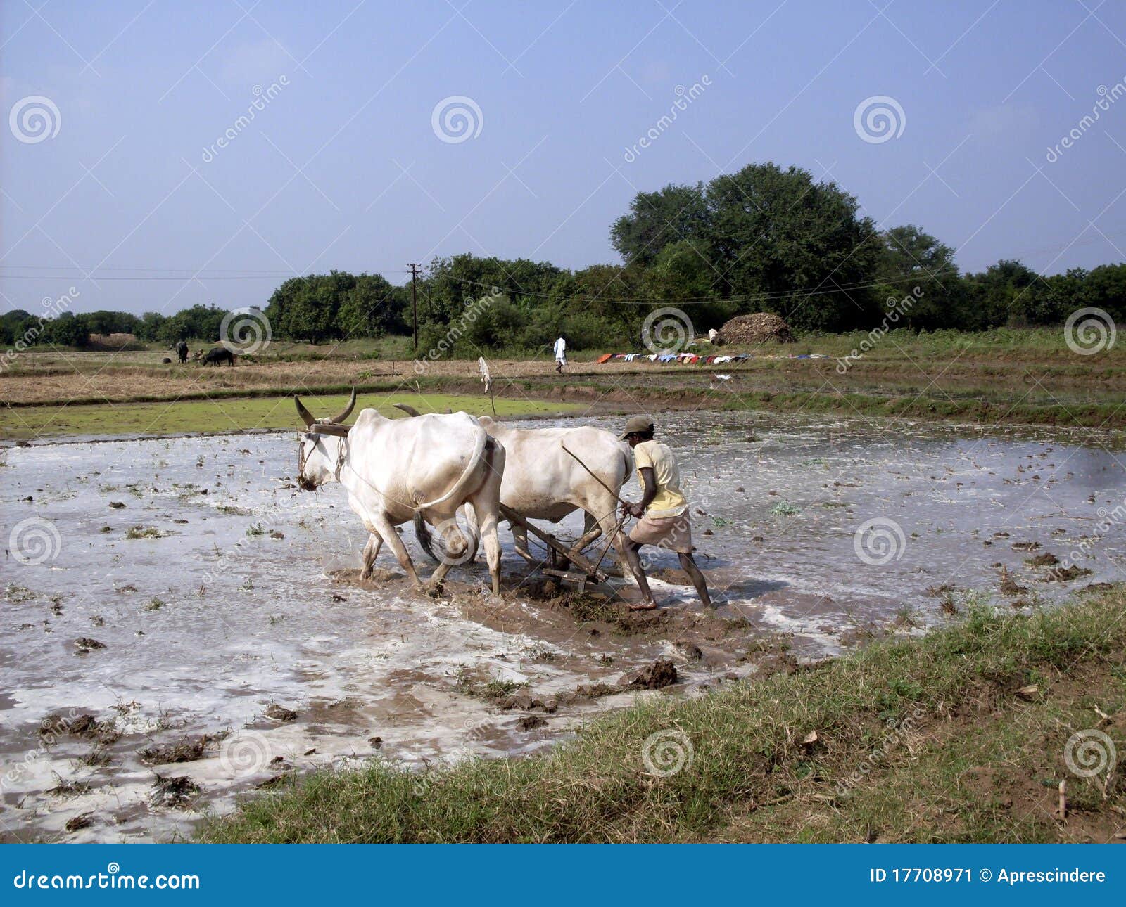 Arbeiten Sie auf den Gebieten - Indien. Landwirtschaftliche Landschaft in Indien - ein Mann, der auf den Gebieten mit zwei Kühen pflügt - für Arbeiten über Indien-Zustände und Wirtschaftlichkeit