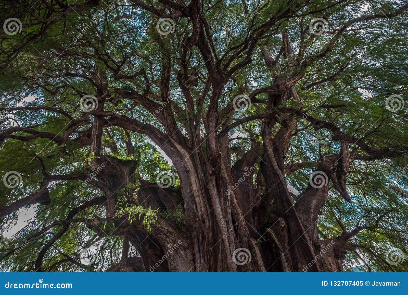 arbol del tule, a giant sacred tree in tule, oaxaca, mexico