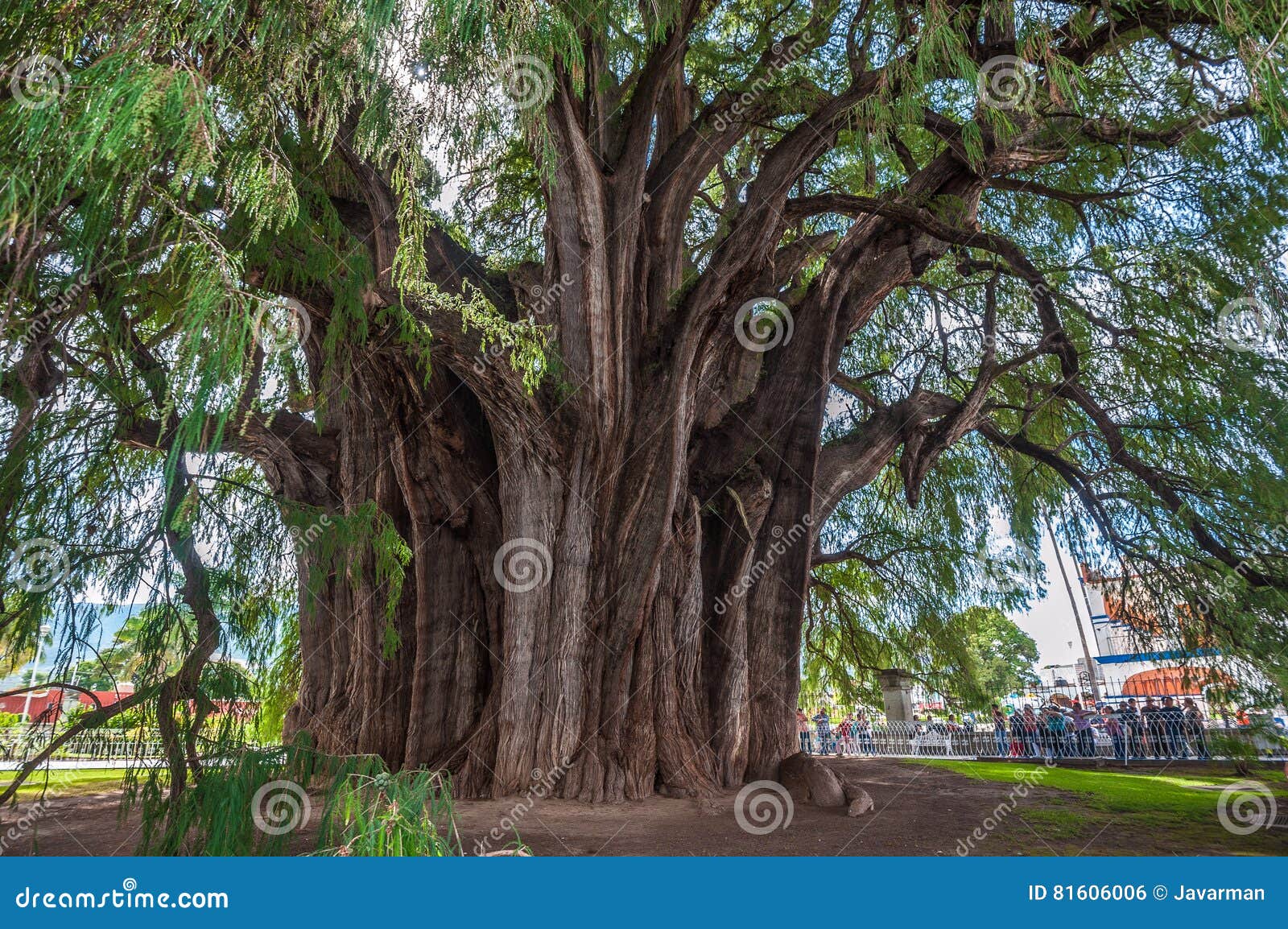 arbol del tule, a giant sacred tree in tule, oaxaca, mexico