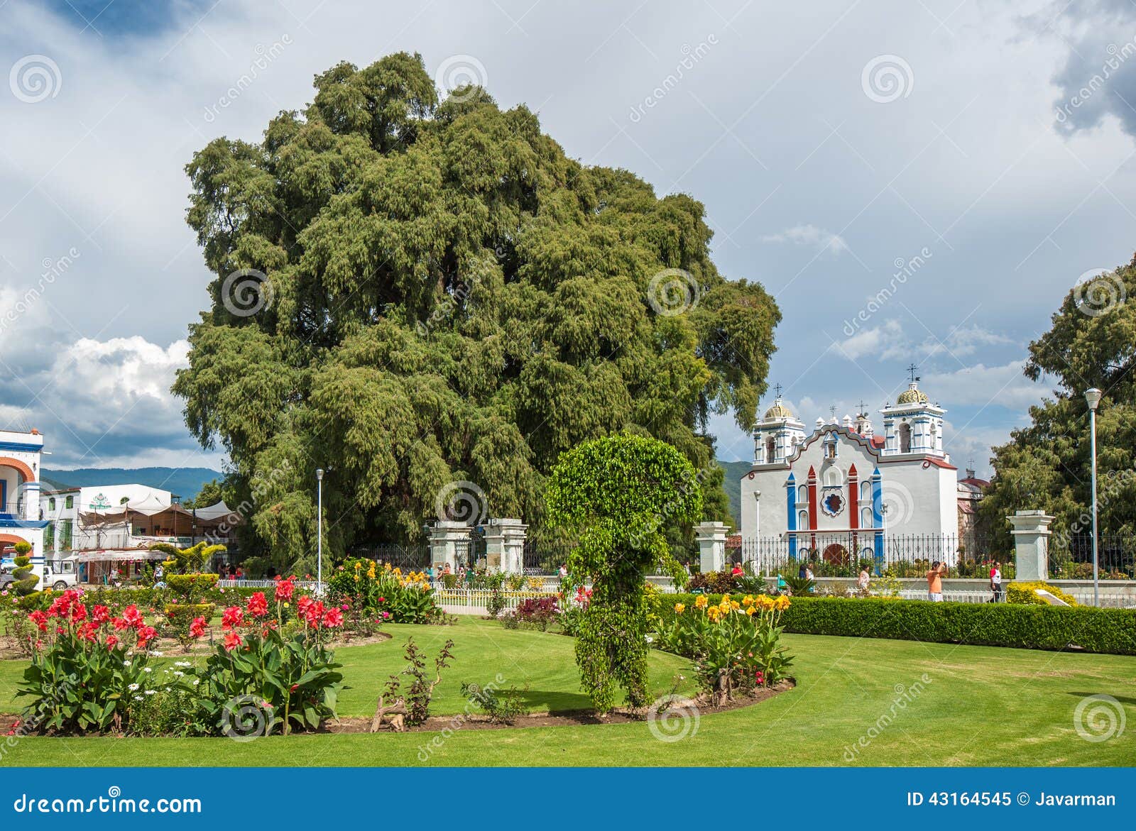 arbol del tule, a giant sacred tree in tule, oaxaca, mexico