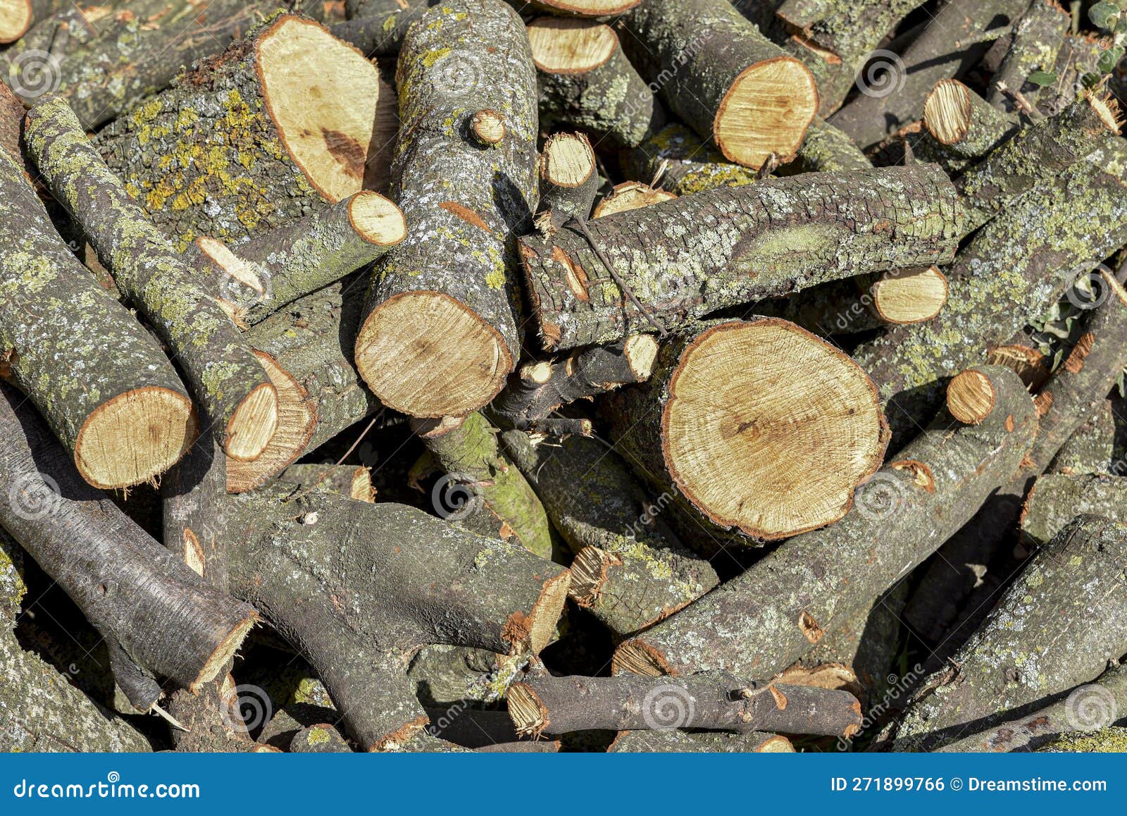 trees cut into pieces, wood stacked