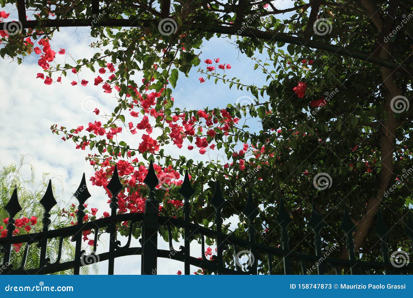 Arbor with a Flowering Bougainvillea Plant. a Garden Gate Domina Stock ...