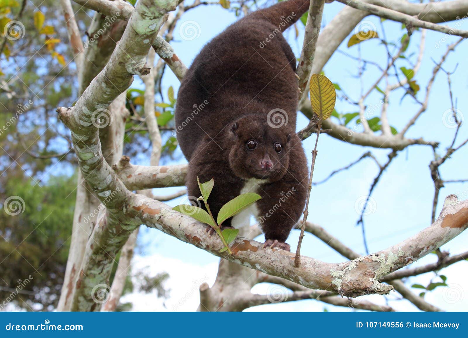 11,415 Arboreal Animal Stock Photos - Free & Royalty-Free Stock Photos from  Dreamstime