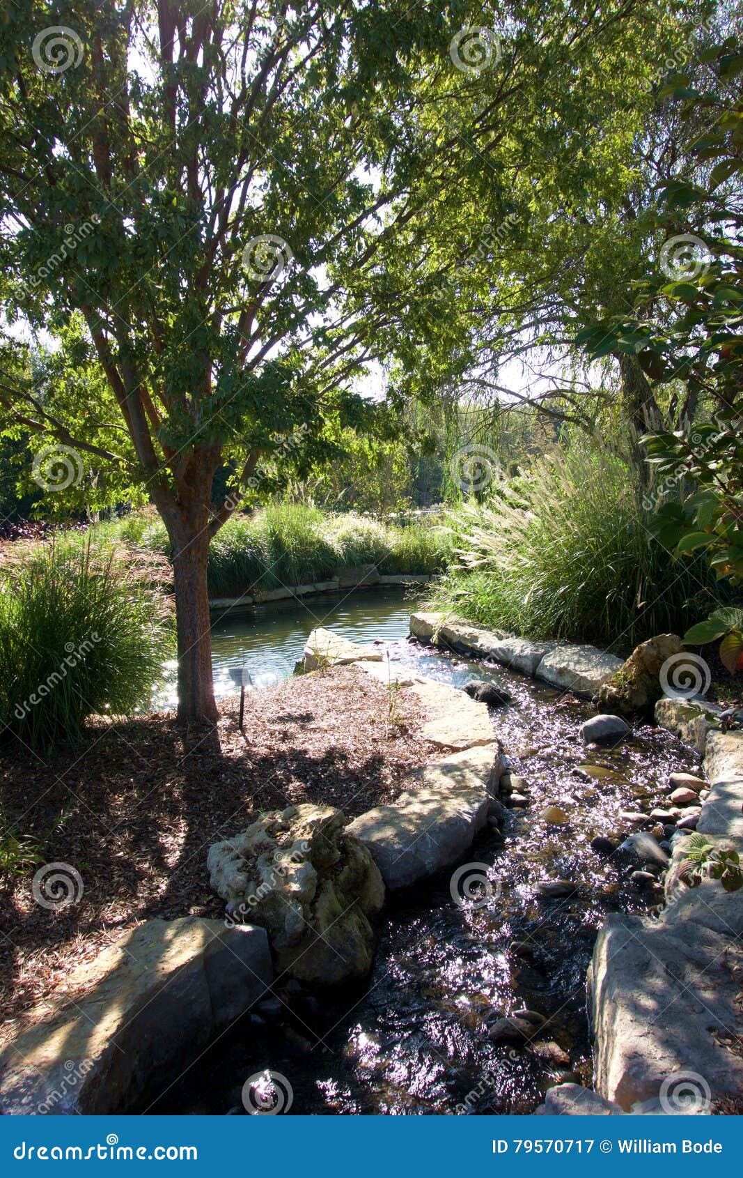 Arboretum Stream And Pond Stock Image Image Of Panoramic 79570717