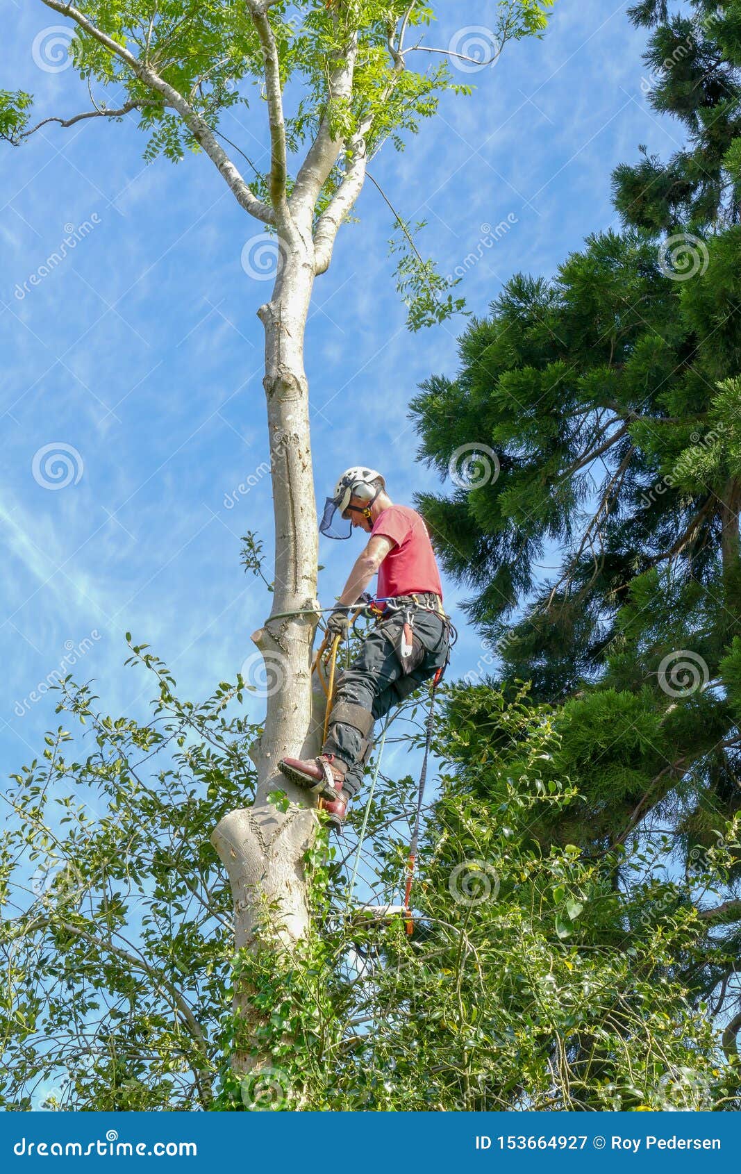 Arborist Checking Safety Ropes and Gear Stock Image Image of harness