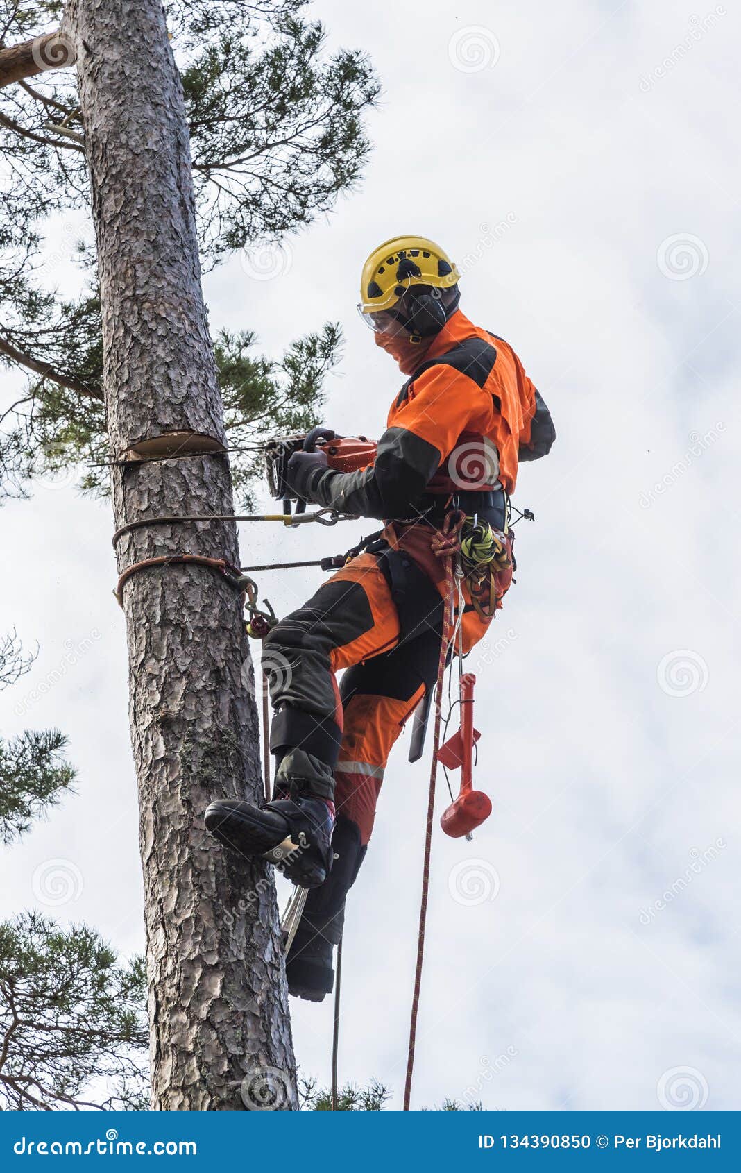 1,374 Arborist Climbing Stock Photos - Free & Royalty-Free Stock