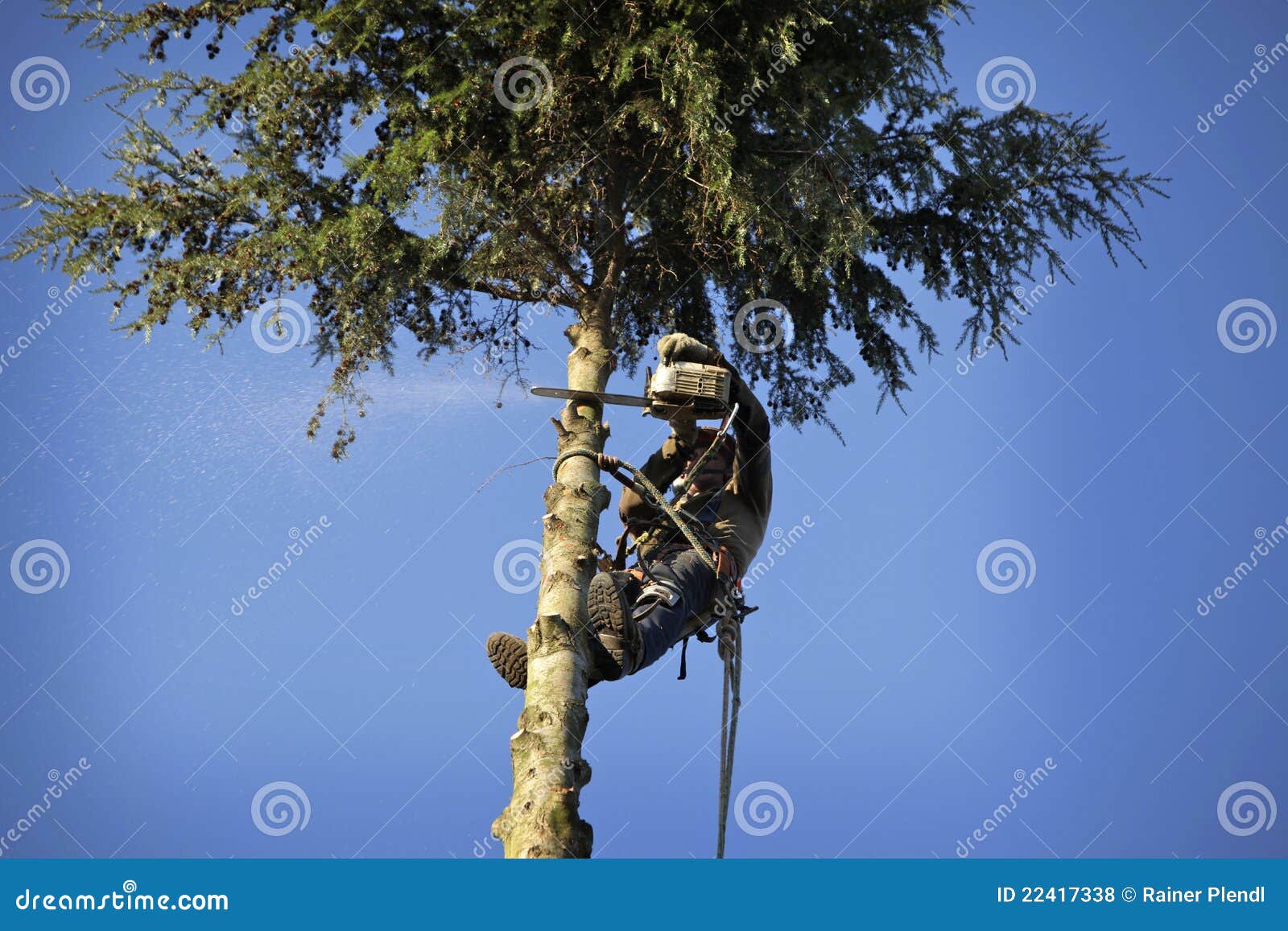 Arborist cutting tree stock photo. Image of professional 22417338