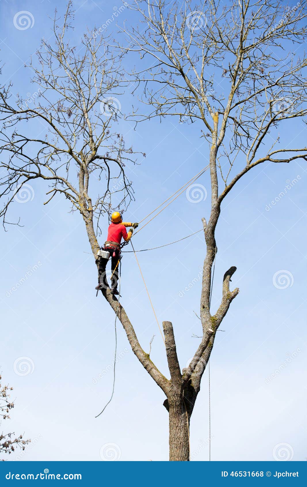An arborist cutting a tree stock photo. Image of danger 46531668