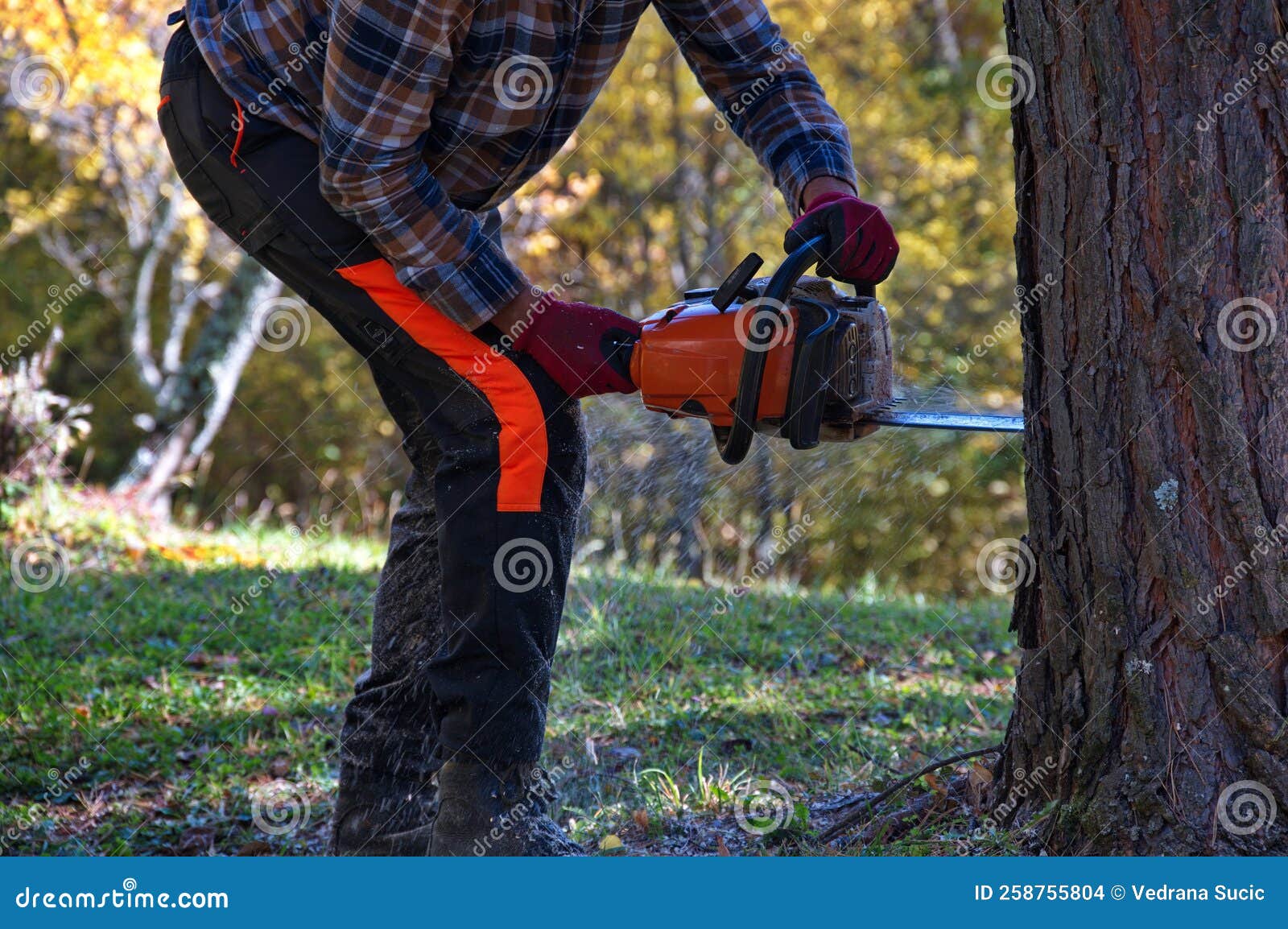 Cutting a Tree with Chainsaw Stock Photo Image of outdoor, protection