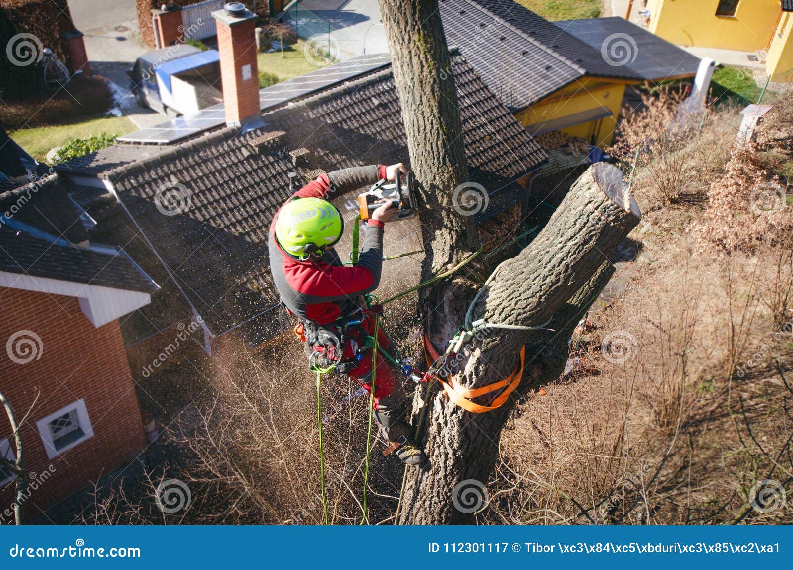 arborist man cutting a branches with chainsaw and throw on a ground. the worker with helmet working at height on the trees. lumber