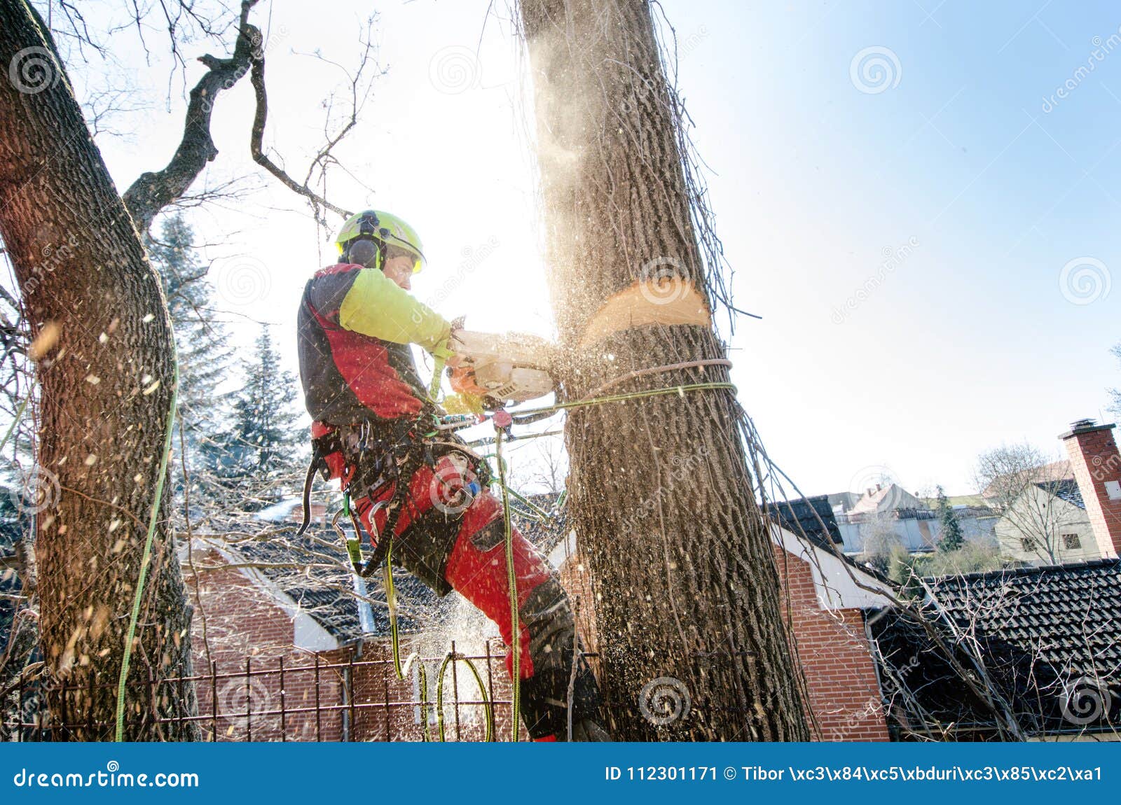 Arborist Man Cutting a Branches with Chainsaw and Throw on a Ground