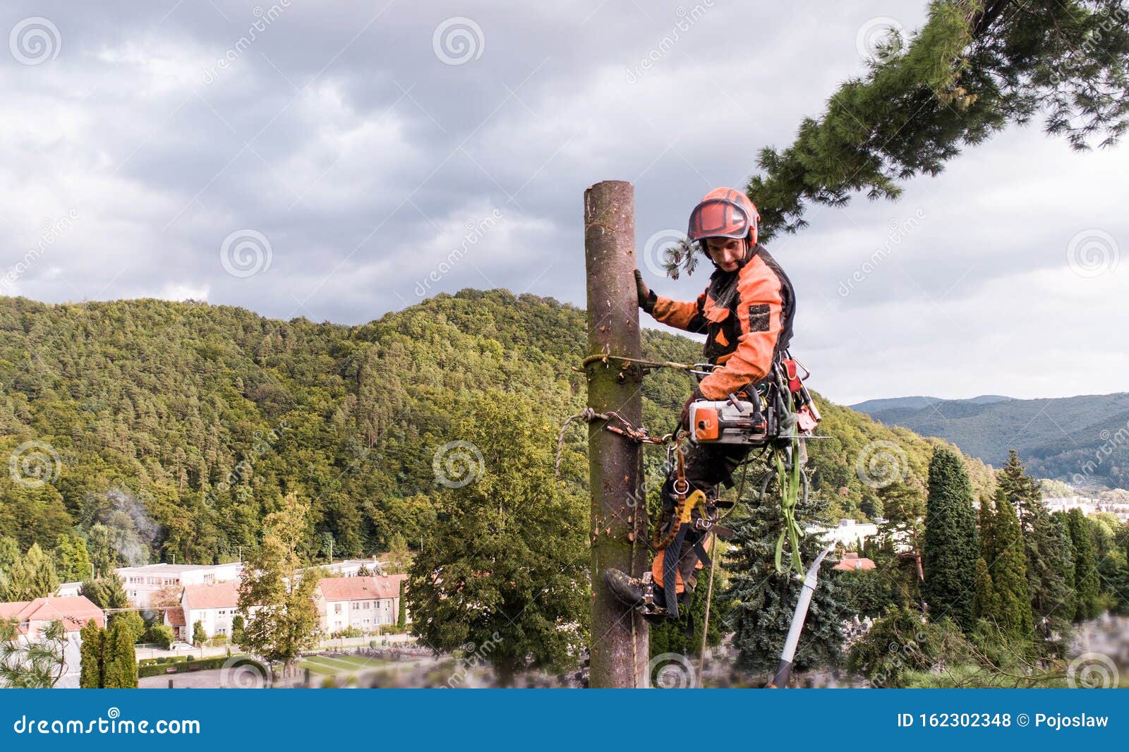 Arborist Man with Harness Cutting a Tree, Climbing. Stock Photo