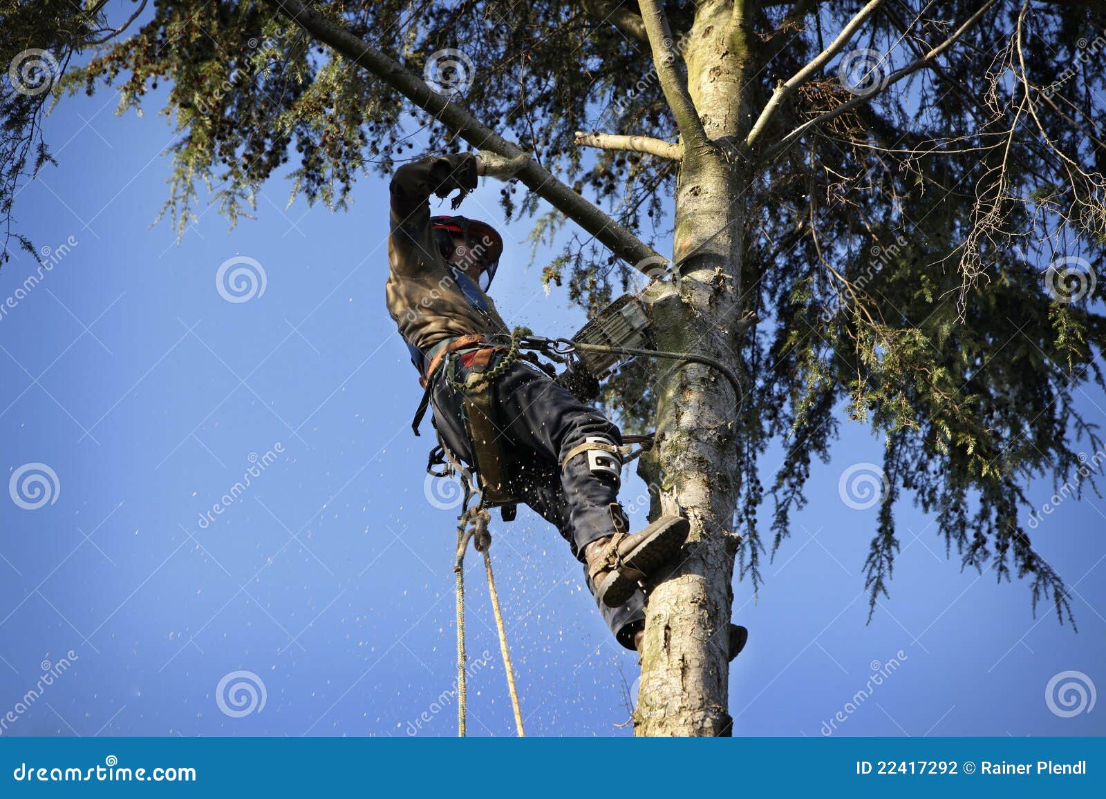 Arboristcuttingtree. Tree f&ouml;r arboristchainsawcutting