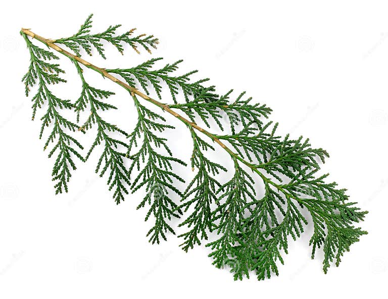Arborvitae Leaves on a White Background. Stock Image Image of