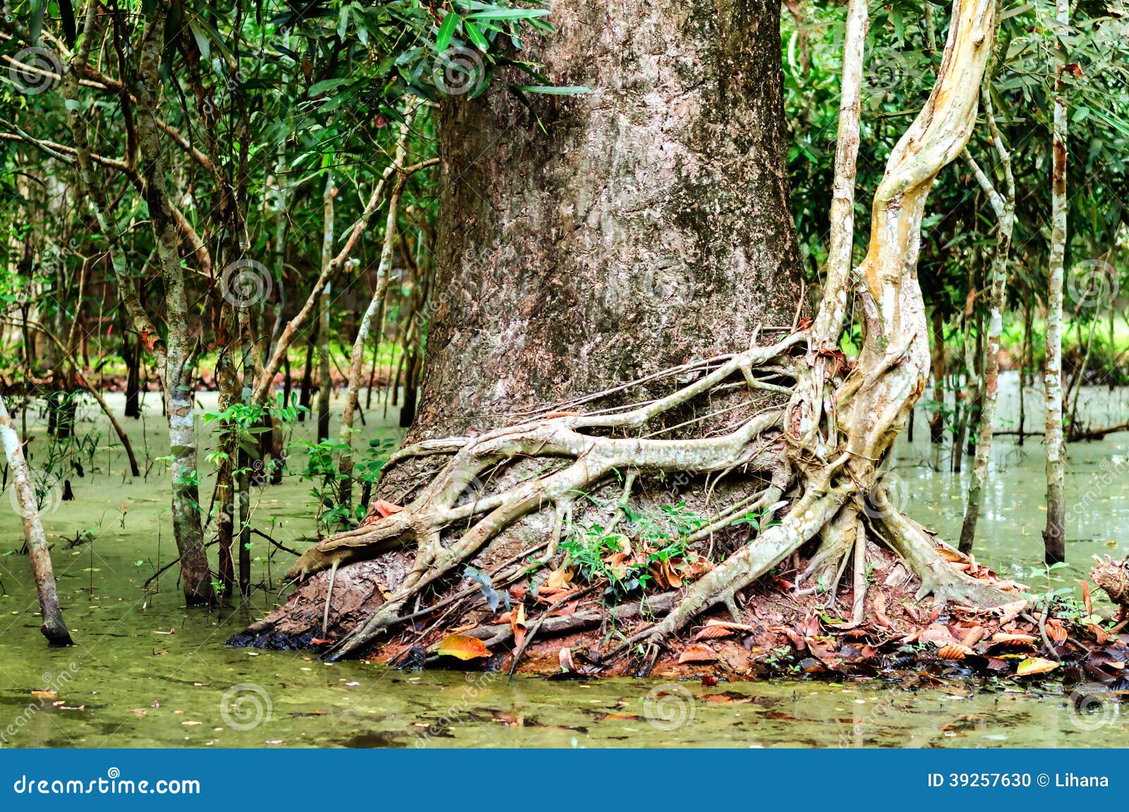 photo stock arbre avec des racines dans la fort tropicale jungle image