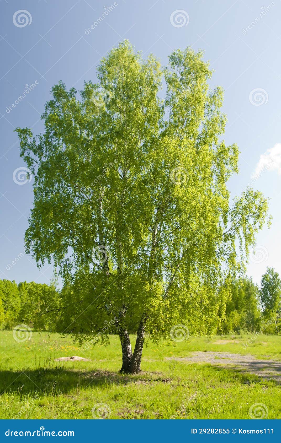  Arbre  De Bouleau Russe  Seul Restant Image stock Image du 