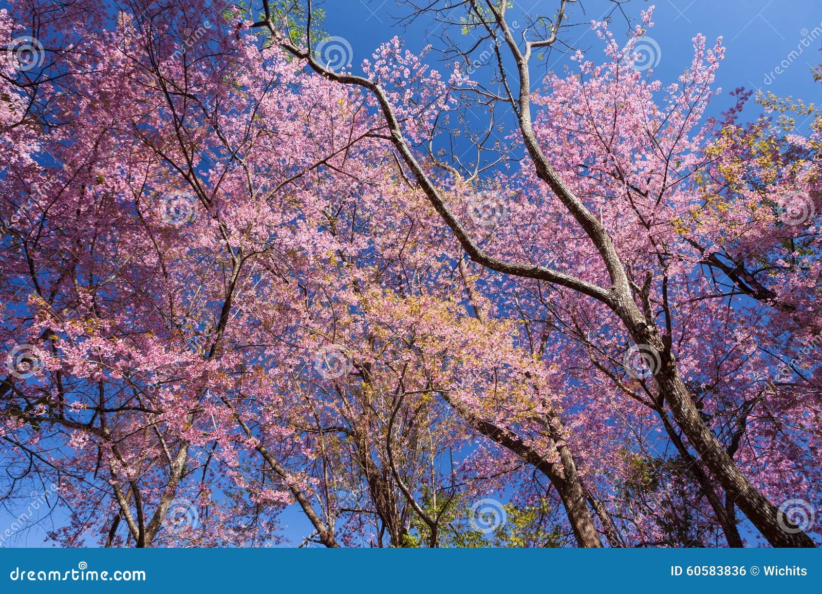 Arbre De Fleurs De Cerisier Avec Les Branches Sans Feuilles
