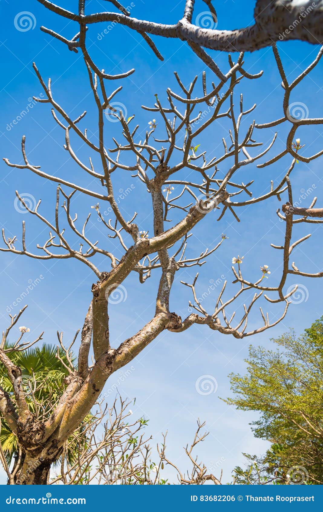 Arbre De Frangipani Sans Feuille Photo Stock Image Du