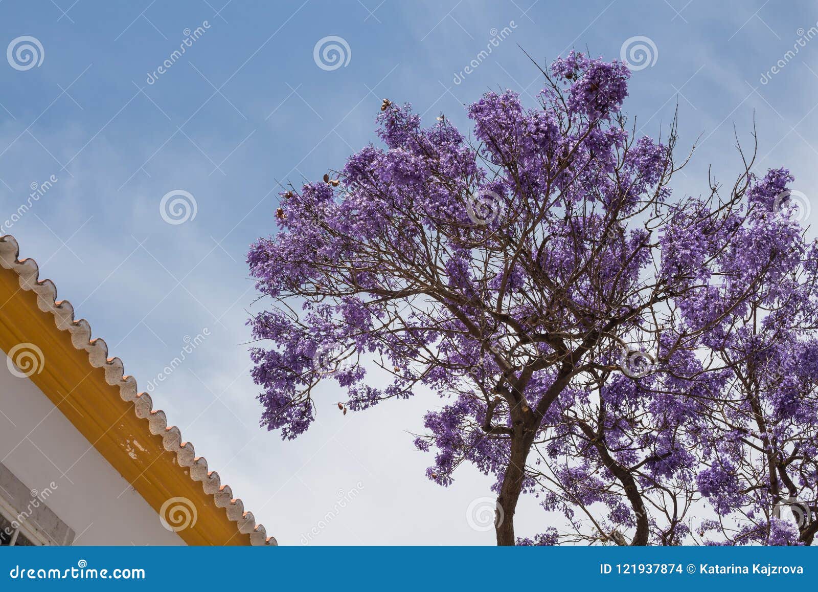 Arbre De Jacaranda Portugal Photo Stock Image Du Normal