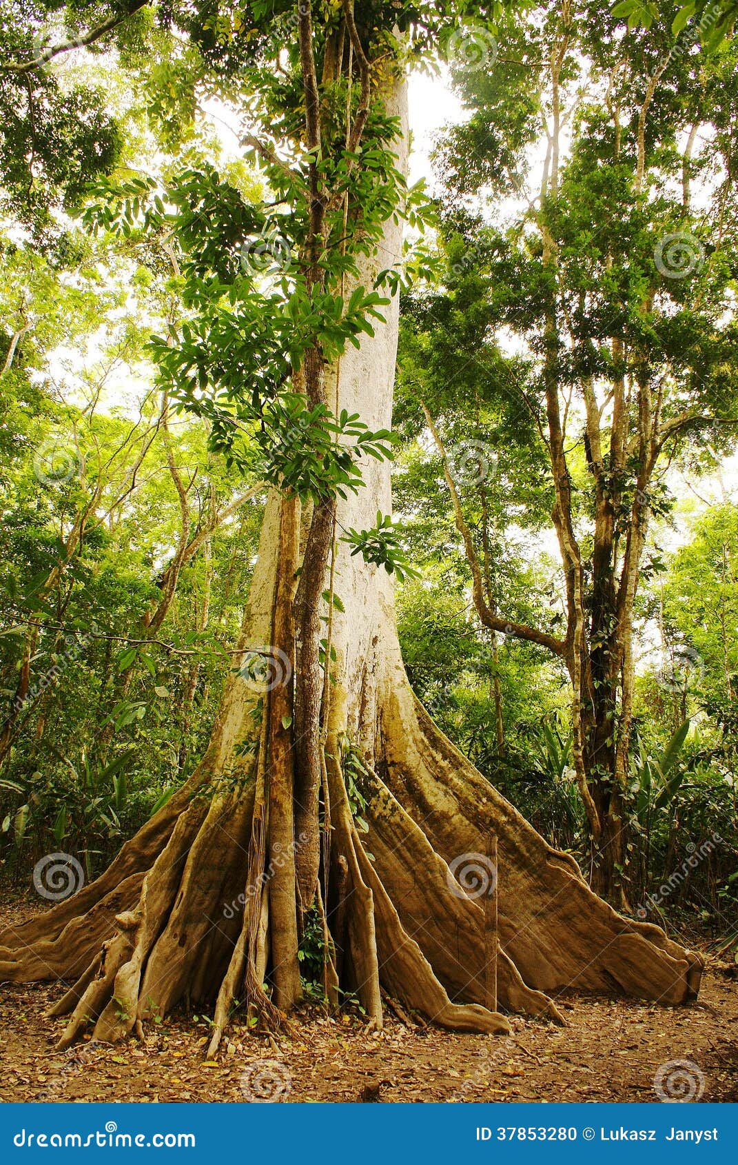 photo stock arbre de jungle d e image