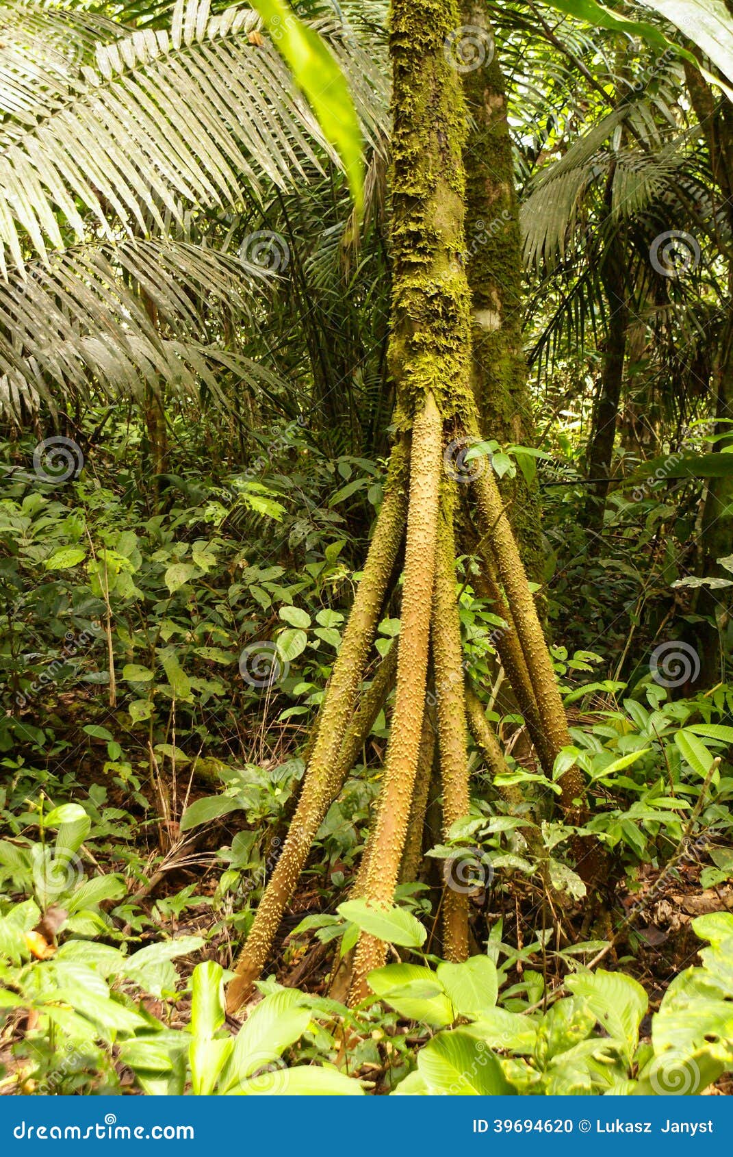 photo stock arbre de jungle d e image