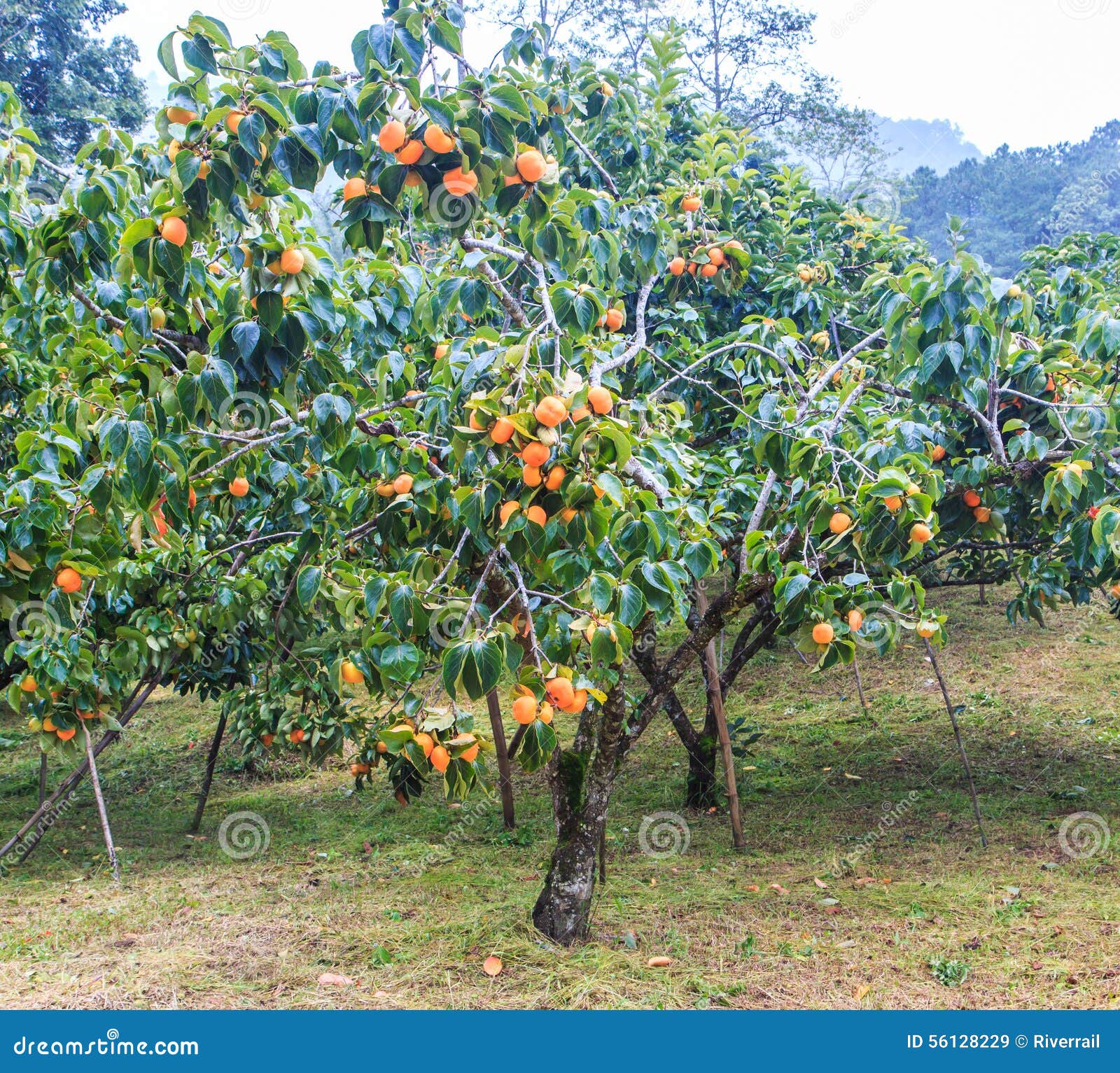 Arbre de kaki image stock. Image du automne, nourriture 56128229