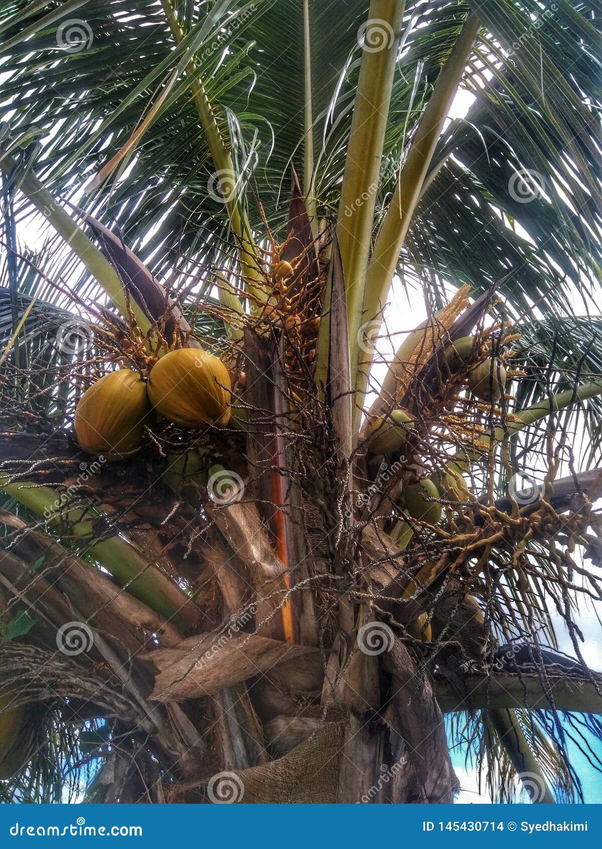 noix de coco arbre