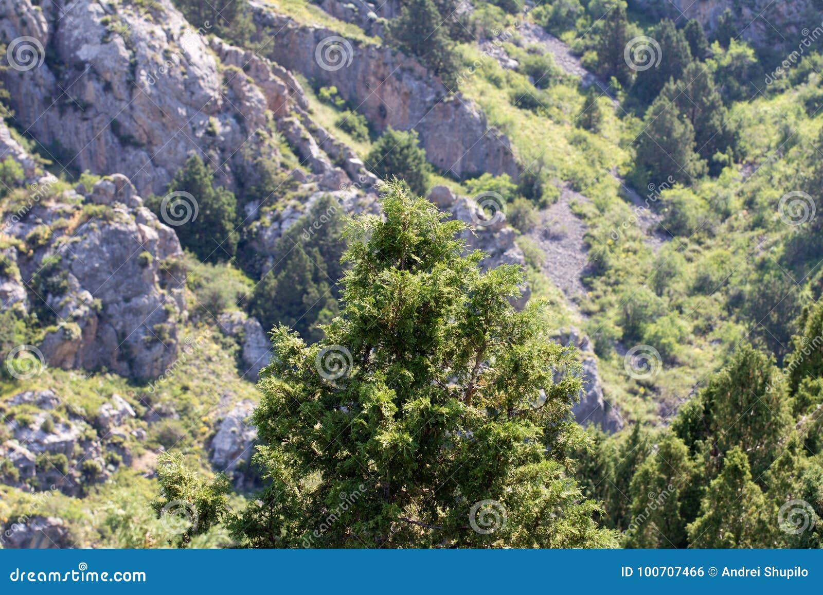 Arbre de pin dans les montagnes En parc en nature