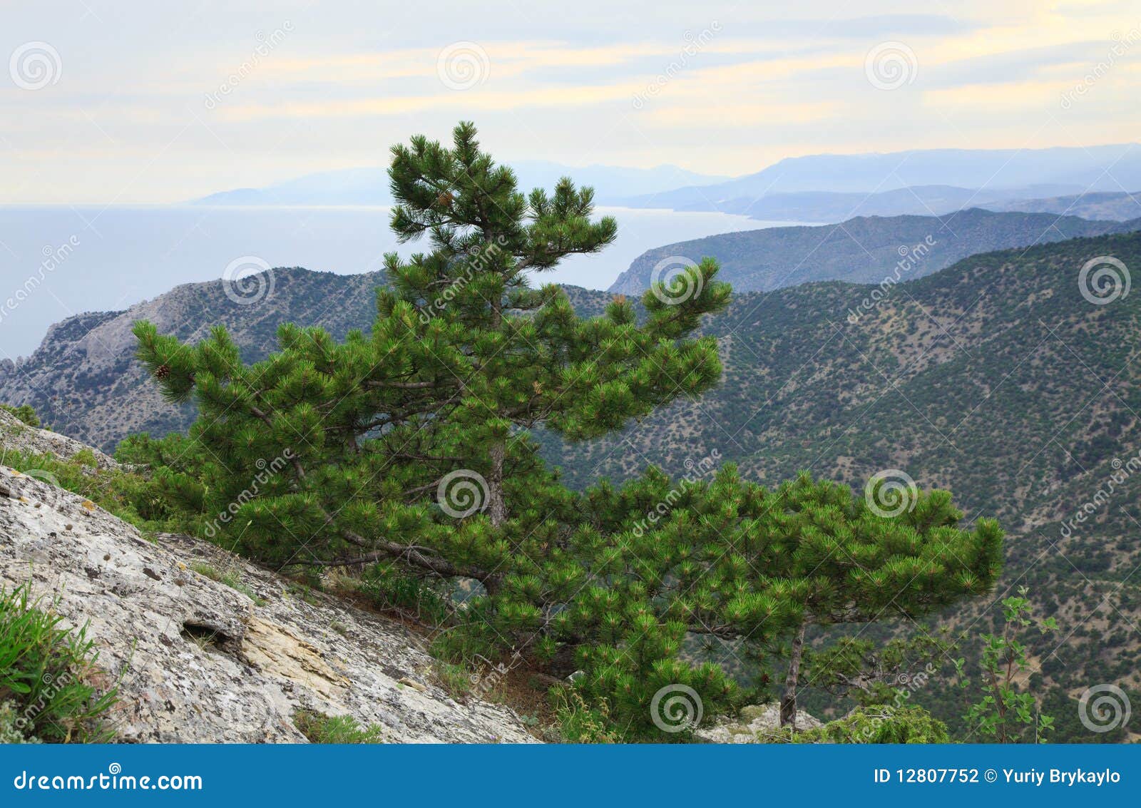 Arbre De Pin Sur La Côte De Montagne Dété Crimée Photo - 