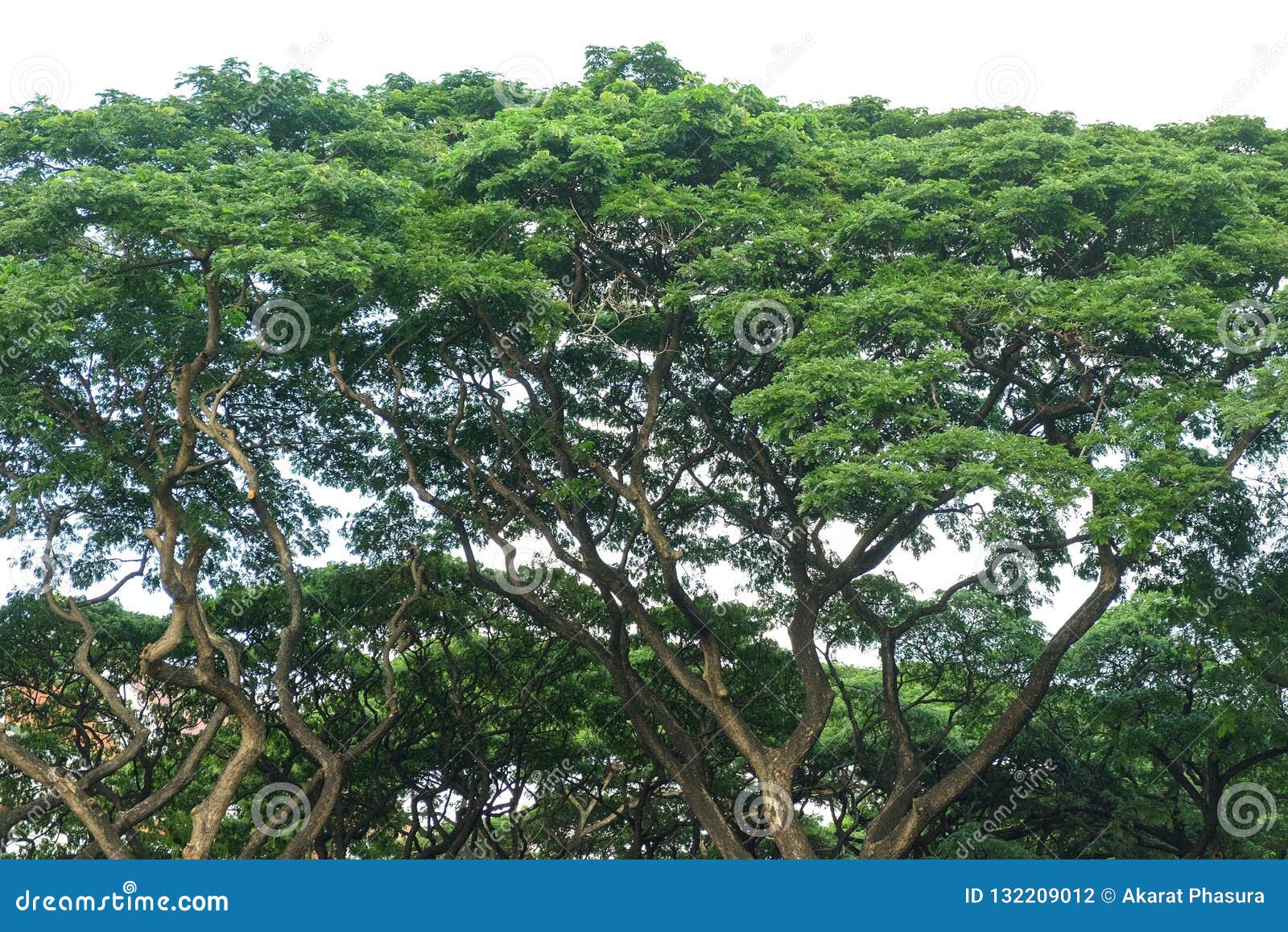  Arbre  de pluie  photo stock Image du pluie  arbre  132209012