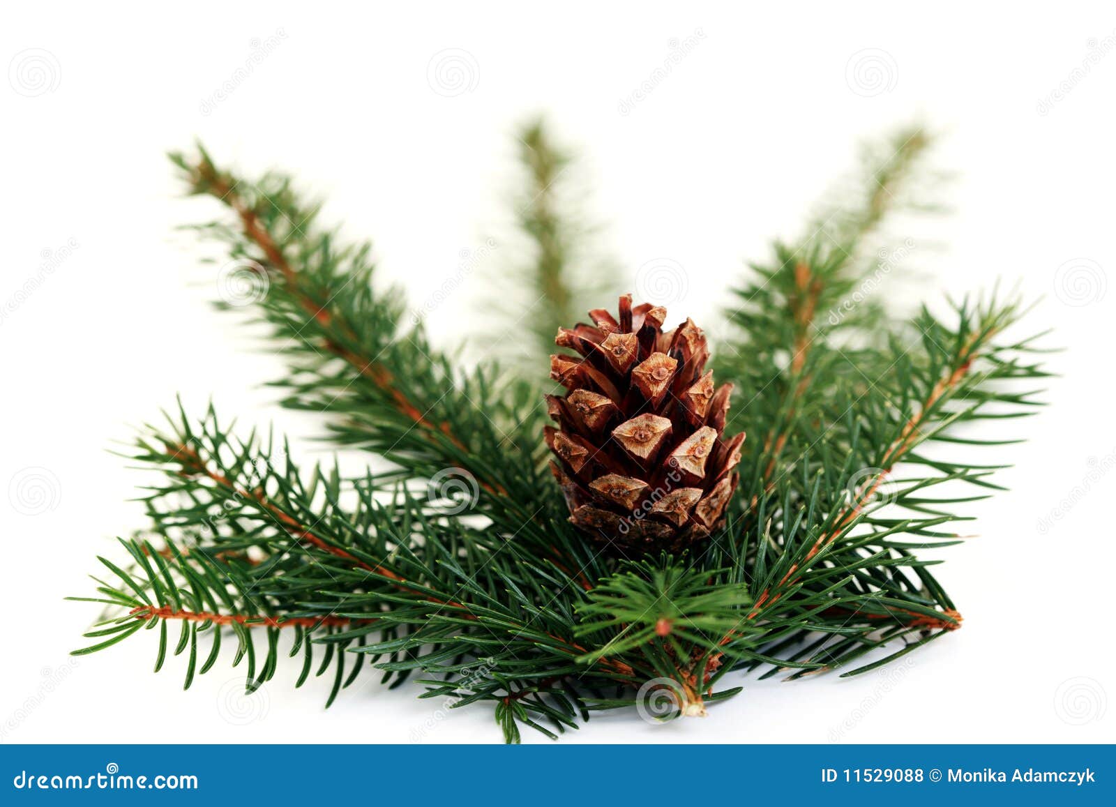 Arbre de sapin photo stock Image du hiver branchement Arbre de sapin photo stock Image du hiver branchement
