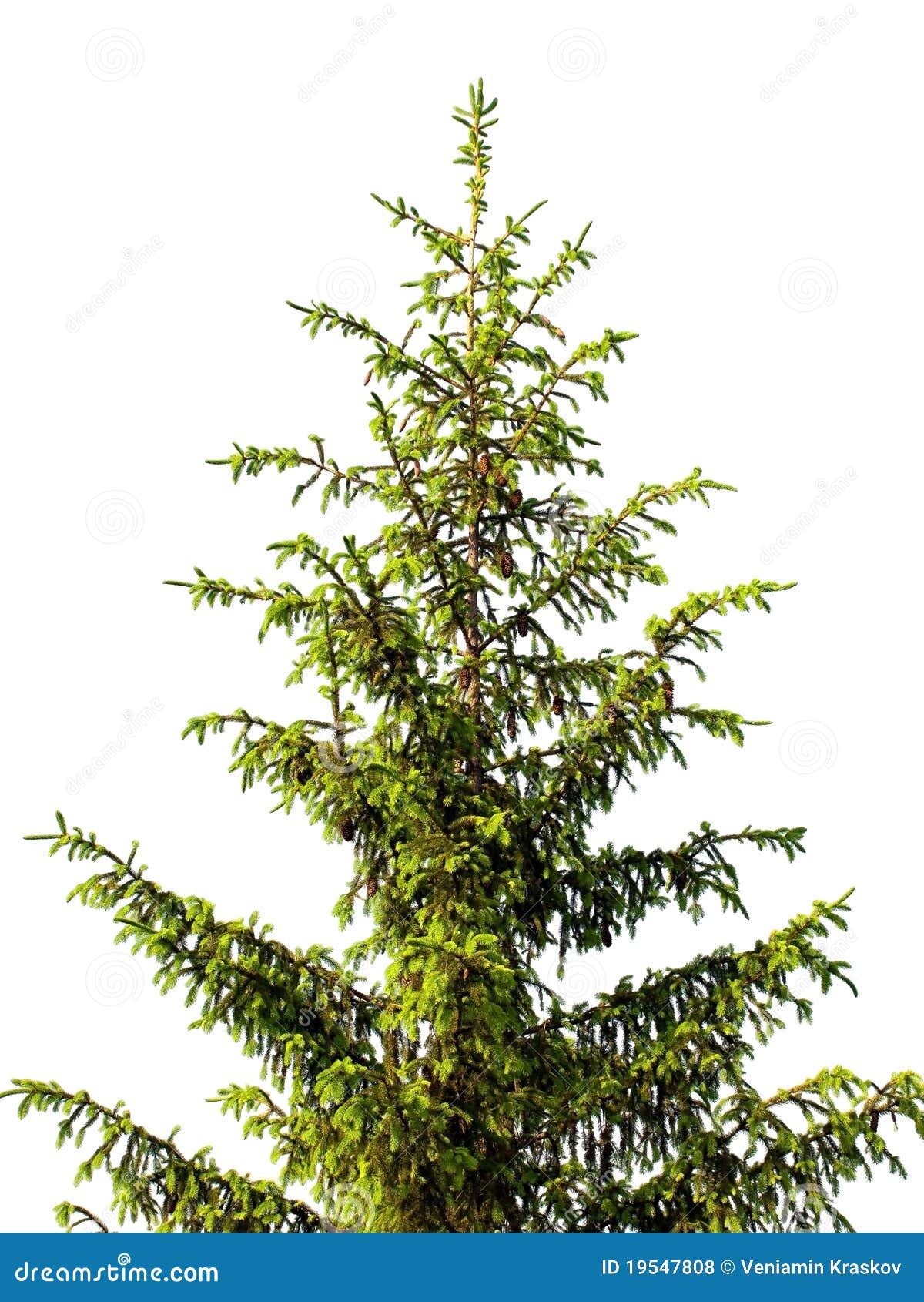 Arbre De Sapin Photos libres de droits Image 19547808 Arbre De Sapin Photos libres de droits Image 19547808