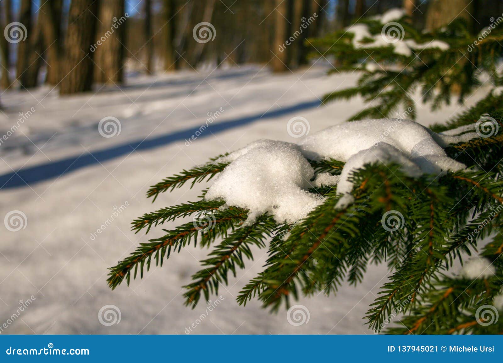 Arbre De Sapin Avec La Neige Image Stock Image Du Ciel Paisible