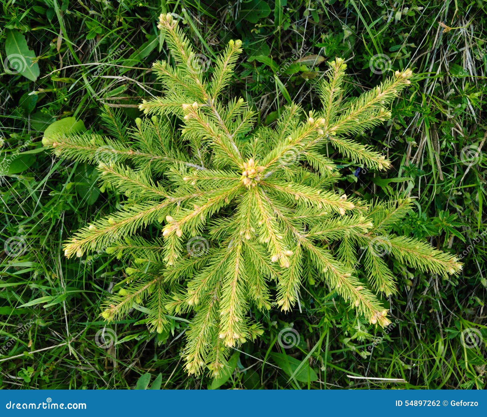 Arbre De Sapin Vu D en Haut Photo stock Image du Arbre De Sapin Vu D en Haut Photo stock Image du