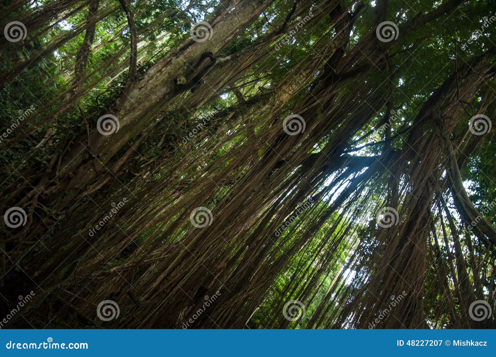 Arbre Exotique Avec Des Lianes Image