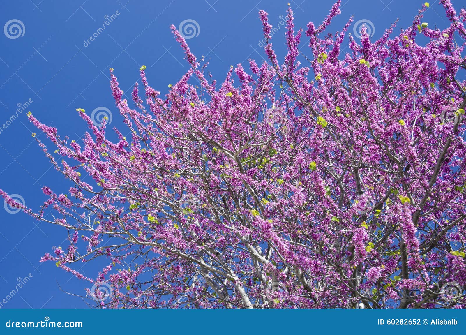 Arbre Fleurissant Rose En Fleur En Grèce Photo Stock Image