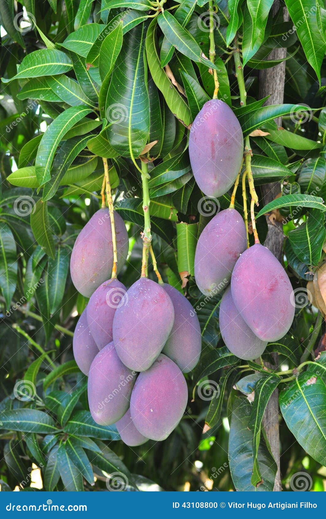 Arbre Fruitier De Mangue Photo Stock Image Du Exportation